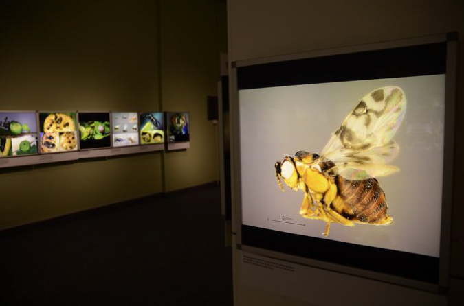 Wasp_exhibition__DSC3502